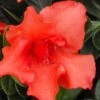 Orange Frost Bloom 'N Again Azalea - 1 Gallon Pot