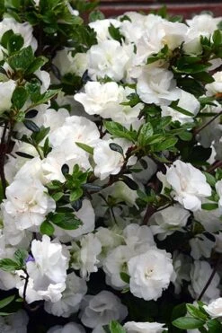 Snowball Bloom 'N Again Azalea - 1 Gallon Pot