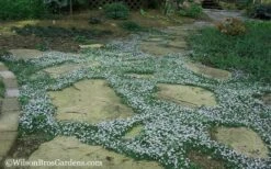 Blue Star Creeper (Laurentia Fluviatilis) - 10 Pack Of Pint Pots 15 Blue Star Creeper (Laurentia Fluviatilis) - 10 Pack Of Pint Pots -Botanhush Sales Blue Star Creeper 20