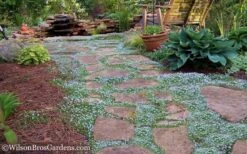 Blue Star Creeper (Laurentia Fluviatilis) - 10 Pack Of Pint Pots 13 Blue Star Creeper (Laurentia Fluviatilis) - 10 Pack Of Pint Pots -Botanhush Sales Blue Star Creeper 21