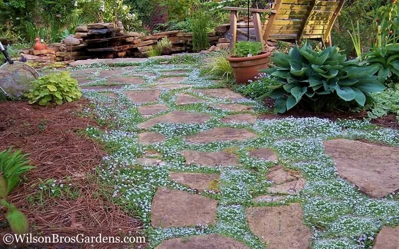 Blue Star Creeper (Laurentia Fluviatilis) - 10 Pack Of Pint Pots 5 Blue Star Creeper (Laurentia Fluviatilis) - 10 Pack Of Pint Pots - Image 5