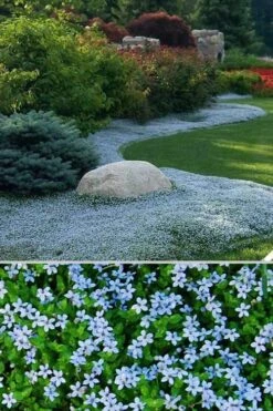 Blue Star Creeper (Laurentia Fluviatilis) - 10 Pack Of Pint Pots 14 Blue Star Creeper (Laurentia Fluviatilis) - 10 Pack Of Pint Pots -Botanhush Sales Blue Star Creeper 24