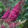 Attraction Butterfly Bush - Buddleia - 3 Gallon Pot