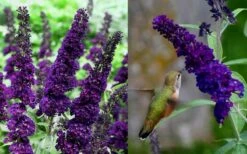 Black Knight Butterfly Bush - 1 Gallon Pot 6 Black Knight Butterfly Bush - 1 Gallon Pot -Botanhush Sales Butterfly Bush Black Knight 1