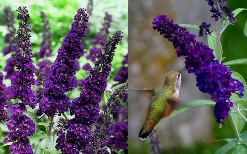 Black Knight Butterfly Bush - 1 Gallon Pot 3 Black Knight Butterfly Bush - 1 Gallon Pot - Image 3