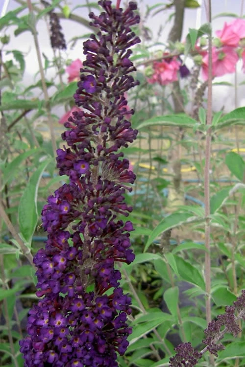 Black Knight Butterfly Bush - 1 Gallon Pot 1 Black Knight Butterfly Bush - 1 Gallon Pot