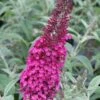 Cranrazz Butterfly Bush - 1 Gallon Pot