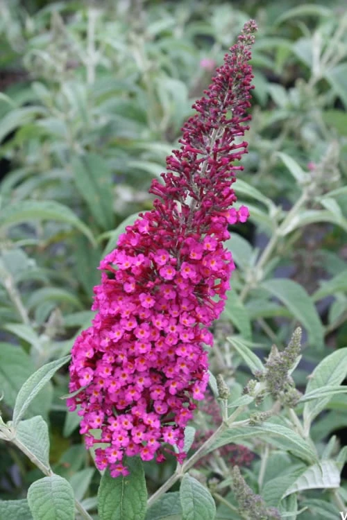 Cranrazz Butterfly Bush - 1 Gallon Pot 1 Cranrazz Butterfly Bush - 1 Gallon Pot