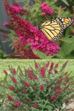 Miss Molly Butterfly Bush - Buddleia - 3 Gallon Pot -Botanhush Sales Butterfly Bush Miss Molly 1 1