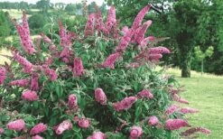 Pink Delight Butterfly Bush - 3 Gallon Pot -Botanhush Sales Butterfly Bush Pink Delight Flower 2