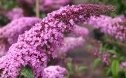 Pink Delight Butterfly Bush - 3 Gallon Pot -Botanhush Sales Butterfly Bush Pink Delight Flower
