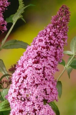 Pink Delight Butterfly Bush - 3 Gallon Pot -Botanhush Sales Butterfly Bush Pink Delight Rev 500x750 1