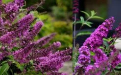 Buddleia Flutterby Petite Tutti Fruitti Dwarf Butterfly Bush - 3 Gallon Pot -Botanhush Sales Butterfly Bush Tutti Fruitti