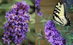 Buddleia Flutterby Petite Blue Heaven Dwarf Butterfly Bush - 6 Pack Of 1 Gallon Pots -Botanhush Sales Butterfly Flutterby Blue heaven