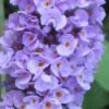 Buddleia Flutterby Petite Blue Heaven Dwarf Butterfly Bush - 6 Pack Of 1 Gallon Pots