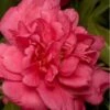 Alabama Beauty Camellia Sasanqua - 1 Gallon Pot