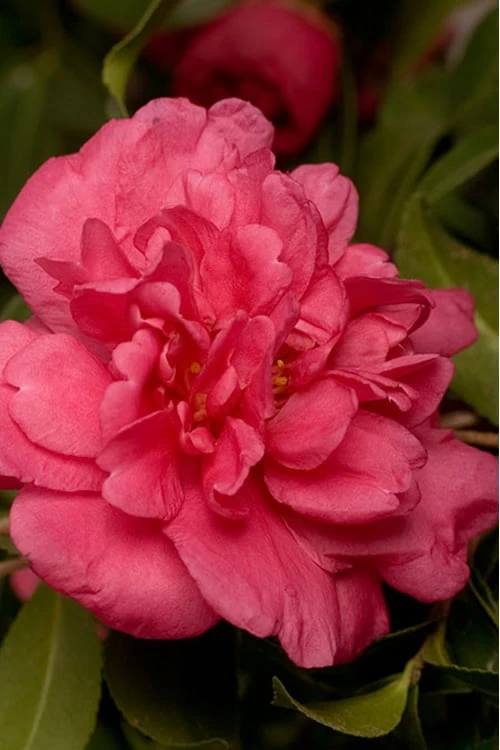 Alabama Beauty Camellia Sasanqua - 1 Gallon Pot 1 Alabama Beauty Camellia Sasanqua - 1 Gallon Pot