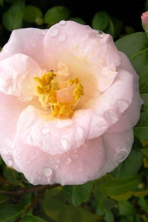 April Blush Cold Hardy Pink Camellia Japonica - 1 Gallon Pot 1 April Blush Cold Hardy Pink Camellia Japonica - 1 Gallon Pot