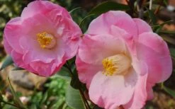 April Remembered Cold Hardy Pink Camellia Japonica - 1 Gallon Pot 7 April Remembered Cold Hardy Pink Camellia Japonica - 1 Gallon Pot -Botanhush Sales Camellia April Remembered 1 1
