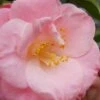 April Remembered Cold Hardy Pink Camellia Japonica - 3 Gallon Pot