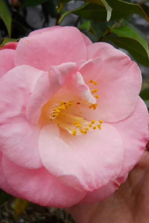 April Remembered Cold Hardy Pink Camellia Japonica - 1 Gallon Pot 1 April Remembered Cold Hardy Pink Camellia Japonica - 1 Gallon Pot