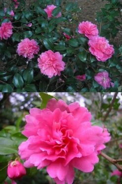 Autumn Spirit Camellia - Hybrid - 1 Gallon Pot 9 Autumn Spirit Camellia - Hybrid - 1 Gallon Pot -Botanhush Sales Camellia April Spirit 3