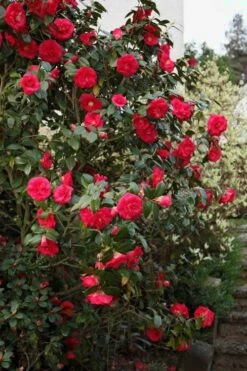 April Tryst Camellia Japonica - 7 Gallon Pot (3-4') -Botanhush Sales Camellia April Tryst 2