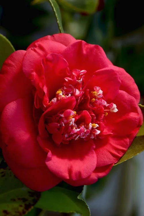 April Tryst Camellia Japonica - 1 Gallon Pot 5 April Tryst Camellia Japonica - 1 Gallon Pot - Image 5