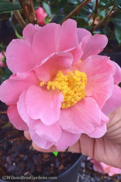 Arctic Dawn Cold Hardy Pink Camellia Hybrid - 3 Gallon Pot 1 Arctic Dawn Cold Hardy Pink Camellia Hybrid - 3 Gallon Pot
