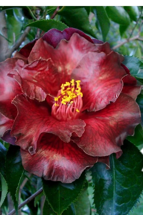 Black Magic Camellia Japonica - 1 Gallon Pot 1 Black Magic Camellia Japonica - 1 Gallon Pot
