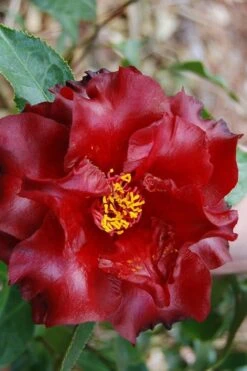Black Magic Camellia Japonica - 7 Gallon Pot (2-3') 7 Black Magic Camellia Japonica - 7 Gallon Pot (2-3') -Botanhush Sales Camellia Black Magic 2