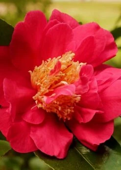 Blood Of China Fragrant Red Camellia Japonica - 3 Gallon Pot -Botanhush Sales Camellia Blood Of China 3