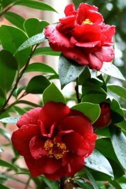 Bob Hope Camellia Japonica - 1 Gallon Pot 11 Bob Hope Camellia Japonica - 1 Gallon Pot -Botanhush Sales Camellia Bob Hope 3