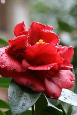 Bob Hope Camellia Japonica - 1 Gallon Pot 10 Bob Hope Camellia Japonica - 1 Gallon Pot -Botanhush Sales Camellia Bob Hope 4