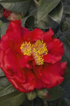 Bob Hope Camellia Japonica - 1 Gallon Pot 9 Bob Hope Camellia Japonica - 1 Gallon Pot -Botanhush Sales Camellia Bob Hope 5