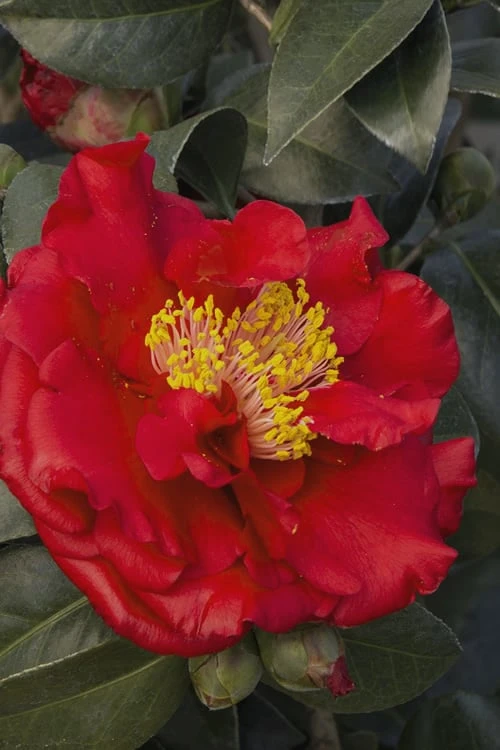 Bob Hope Camellia Japonica - 1 Gallon Pot 4 Bob Hope Camellia Japonica - 1 Gallon Pot - Image 4