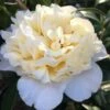 Brushfield Yellow Camellia Japonica - 6 Pack Of 1 Gallon Pots