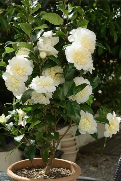 Brushfield Yellow Camellia Japonica - 3 Gallon Pot 5 Brushfield Yellow Camellia Japonica - 3 Gallon Pot - Image 5