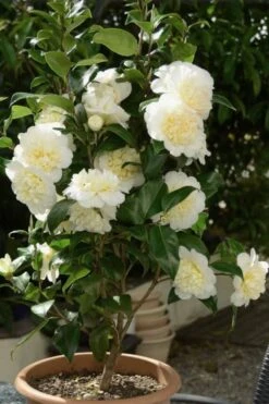 Brushfield Yellow Camellia Japonica - 6 Pack Of 1 Gallon Pots -Botanhush Sales Camellia Brushfield Yellow 500x750 2