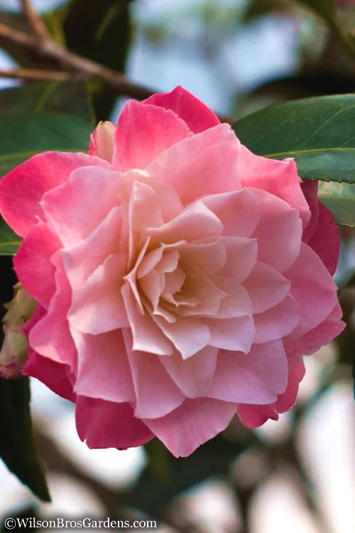 Buttons 'n Bows Camellia Hybrid - 1 Gallon Pot 1 Buttons 'n Bows Camellia Hybrid - 1 Gallon Pot