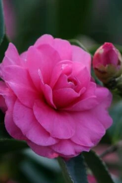 Chansonette Dwarf Weeping Camellia Sasanqua - 3 Gallon Pot 10 Chansonette Dwarf Weeping Camellia Sasanqua - 3 Gallon Pot -Botanhush Sales Camellia Chansonette 2