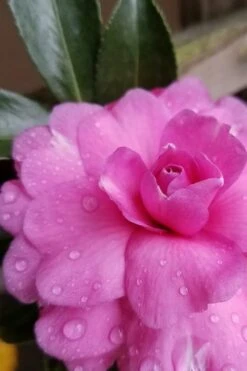 Chansonette Dwarf Weeping Camellia Sasanqua - 3 Gallon Pot 11 Chansonette Dwarf Weeping Camellia Sasanqua - 3 Gallon Pot -Botanhush Sales Camellia Chansonette 4