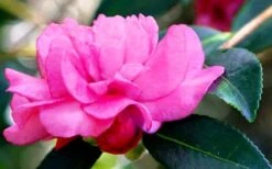 Chansonette Dwarf Weeping Camellia Sasanqua - 3 Gallon Pot 13 Chansonette Dwarf Weeping Camellia Sasanqua - 3 Gallon Pot -Botanhush Sales Camellia Chansonette 5