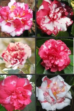 Sacred Dance Camellia Japonica 'Daikagura' - 1 Gallon Pot 9 Sacred Dance Camellia Japonica 'Daikagura' - 1 Gallon Pot -Botanhush Sales Camellia Daikagura Colors 500x750 1