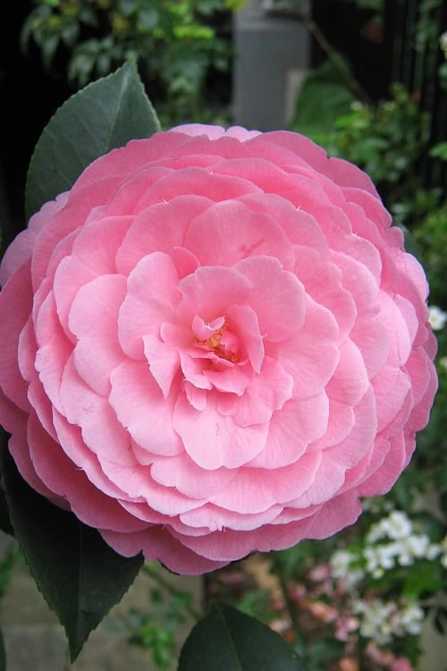 E.G. Waterhouse Camellia - Williamsii Hybrid - 3 Gallon Pot 1 E.G. Waterhouse Camellia - Williamsii Hybrid - 3 Gallon Pot