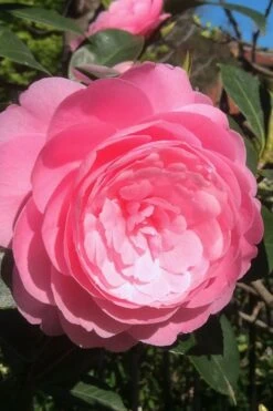 E.G. Waterhouse Camellia - Williamsii Hybrid - 1 Gallon Pot 9 E.G. Waterhouse Camellia - Williamsii Hybrid - 1 Gallon Pot -Botanhush Sales Camellia EG Waterhouse 2 1