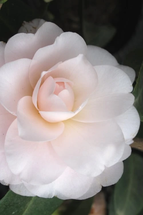 Goggy Camellia Japonica - 3 Gallon Pot 1 Goggy Camellia Japonica - 3 Gallon Pot