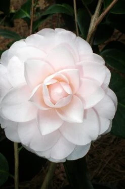 Goggy Camellia Japonica - 3 Gallon Pot 7 Goggy Camellia Japonica - 3 Gallon Pot -Botanhush Sales Camellia Goggy 3