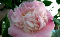 High Fragrance Camellia Hybrid - 6 Pack Of 1 Gallon Pots -Botanhush Sales Camellia High Fragrance 5