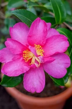 Kanjiro Camellia Sasanqua - 3 Gallon Pot